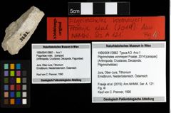 Foto (Objekt + Etiketten) von Pilgrimcheles vonmeyeri (Fraaije, 2014) 